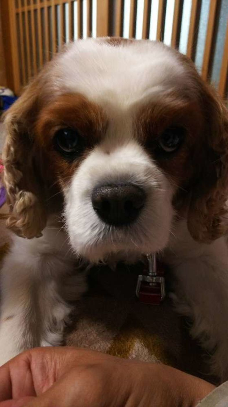 専門家監修 愛犬の写真撮影 カメラ目線や自然な表情を撮影するコツを伝授 いぬのきもちweb Magazine 専門家監修 愛犬の写真撮影 カメラ目線や自然な表情を撮影するコツを伝授 いぬのきもちweb Magazine