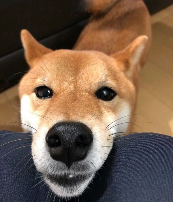 見つめるハナちゃん