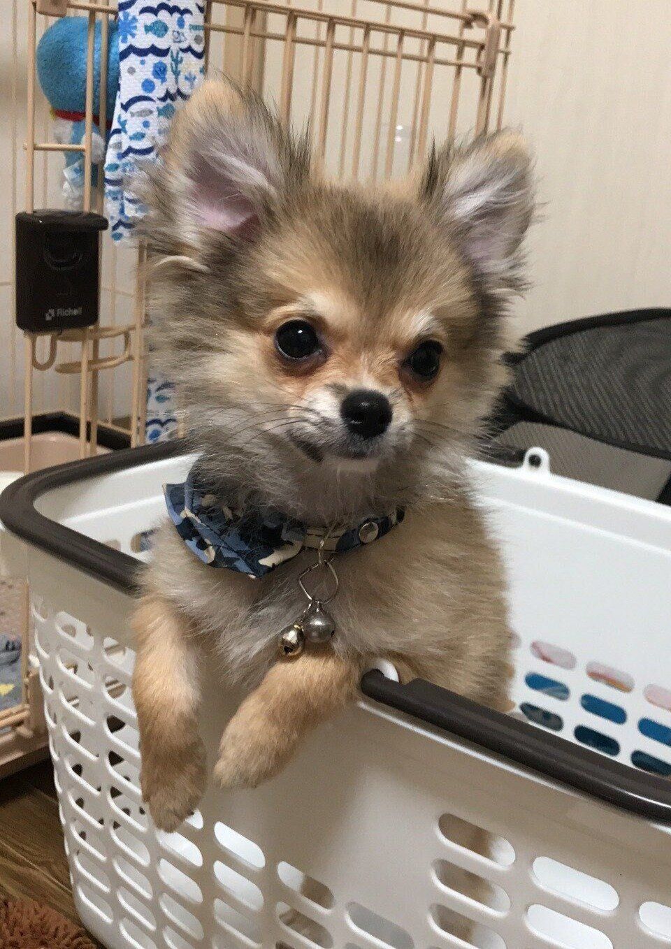 生後4カ月の犬