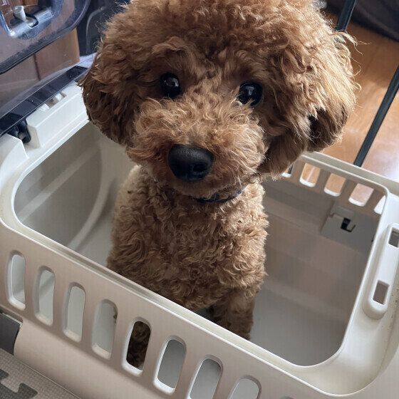 クレートに入るここあくん