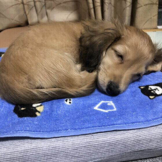 ミニチュア・ダックスフンドのモモコちゃん