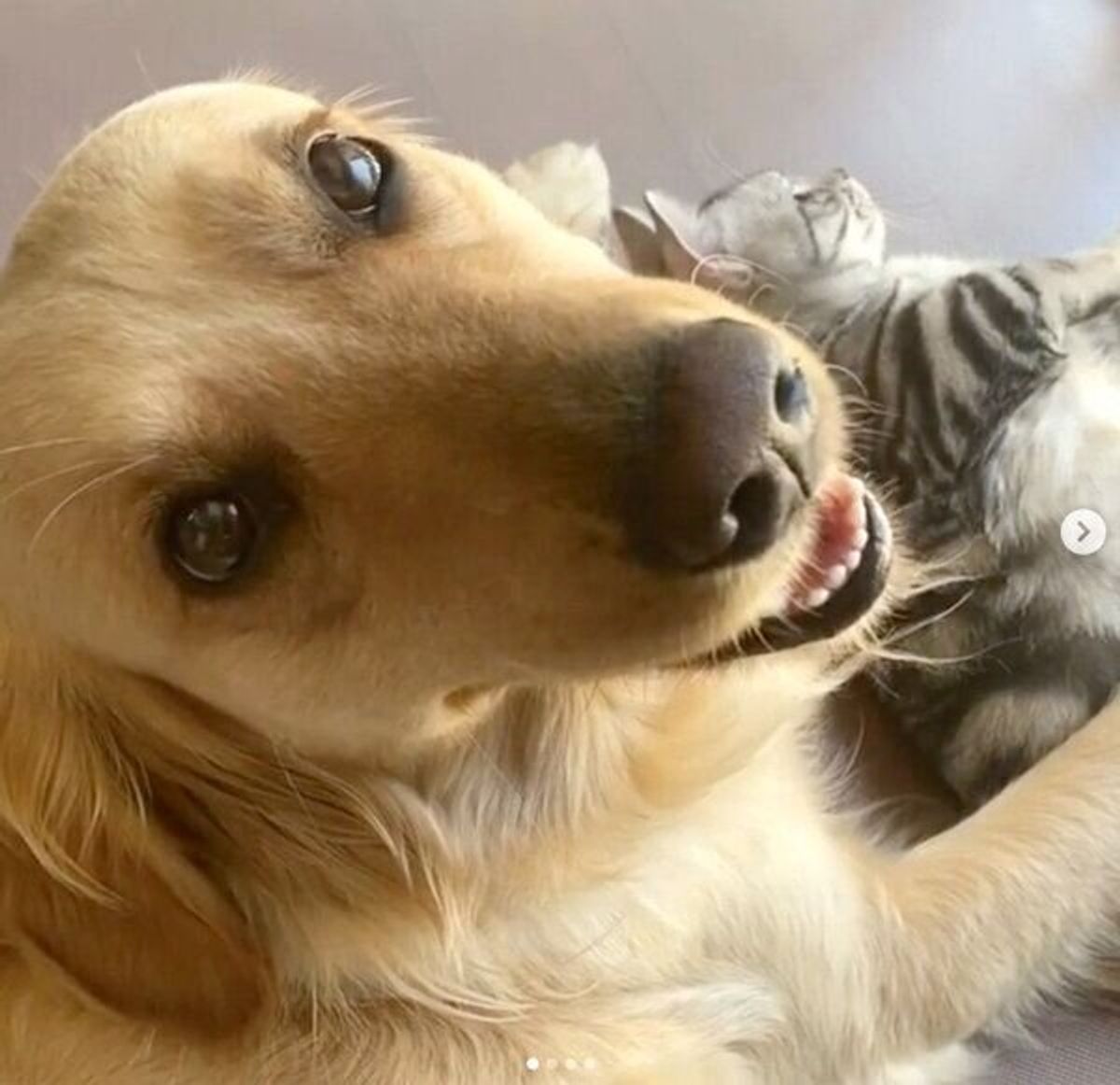 大好きな猫と日向ぼっこするゴールデン 優しいじゃれ合いにほっこり いぬのきもちweb Magazine 大好きな猫と日向ぼっこするゴールデン 優しいじゃれ合いにほっこり いぬのきもちweb Magazine