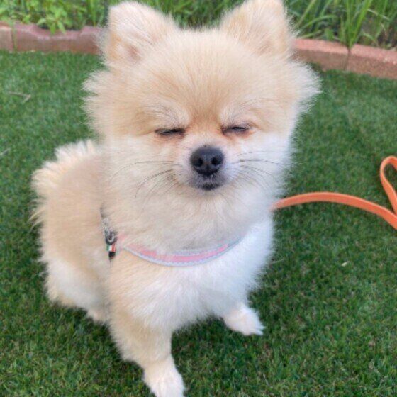 まぶしそうに目をほそめるポメラニアン