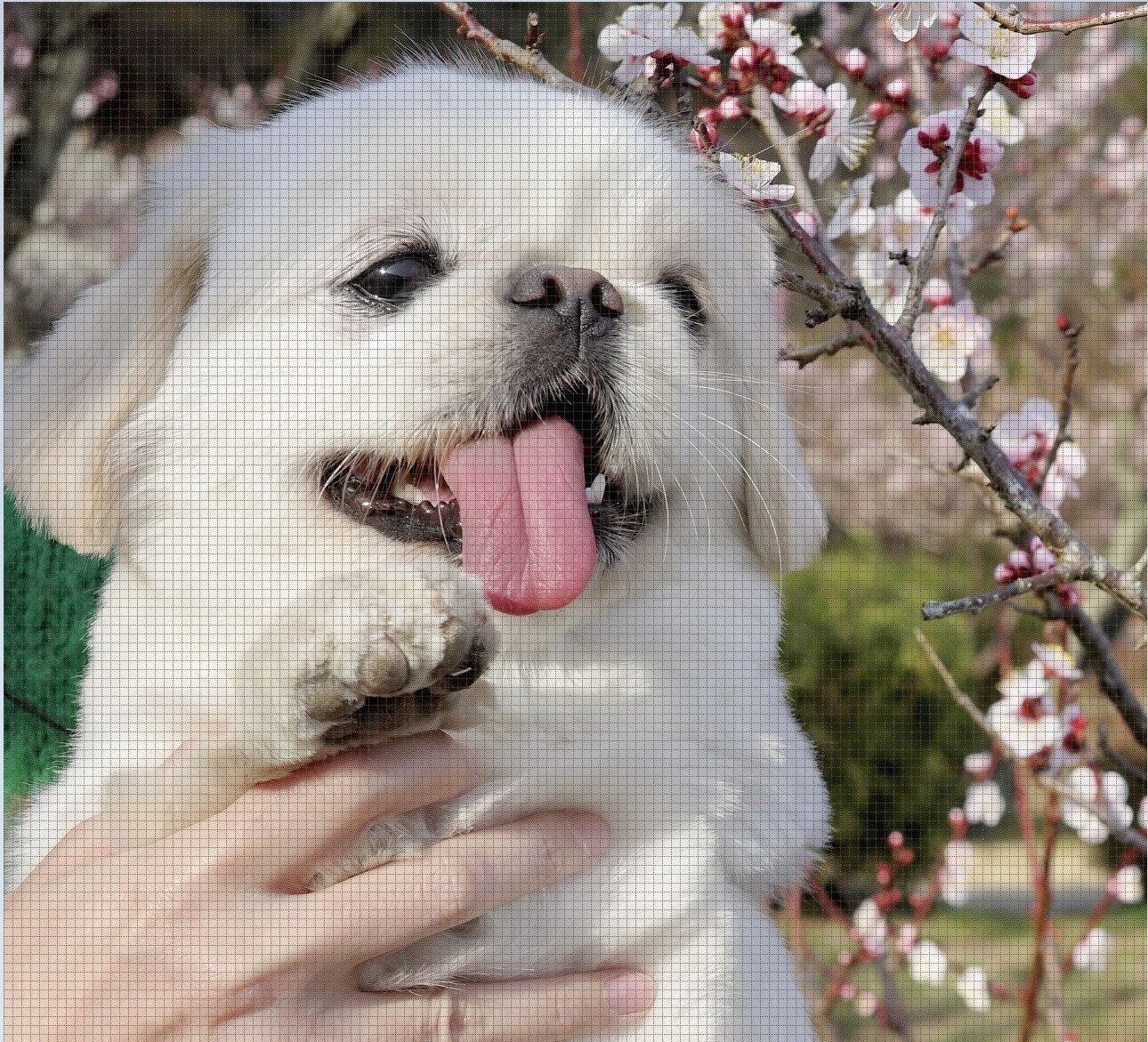 「外に怯えてた赤ちゃんが2年でこうなり、愛」