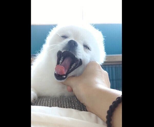 あくびをするこめたくん