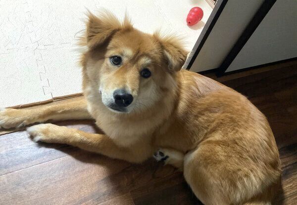 見つめるエスちゃん