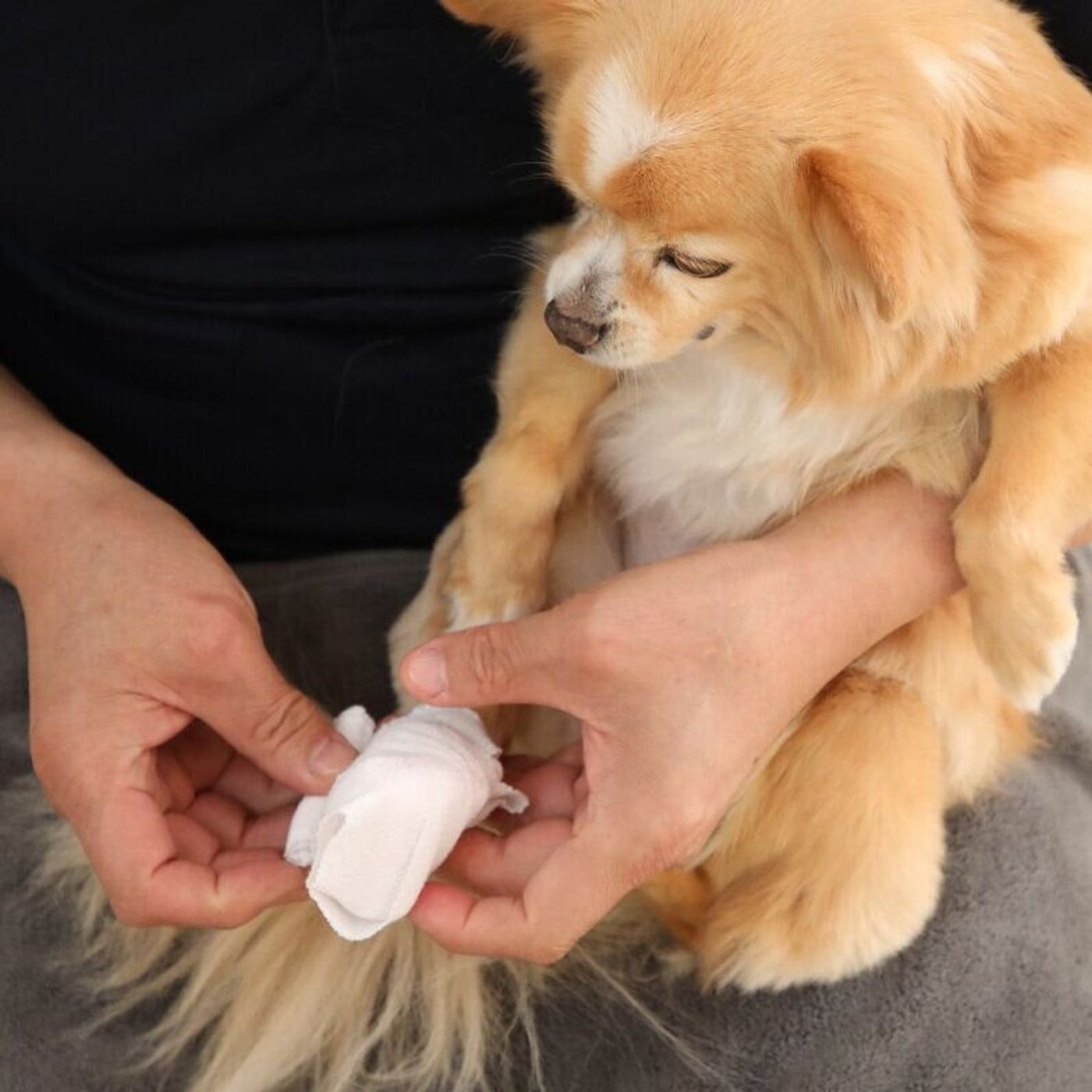 暑さ本番 本当は怖い犬のやけど これからの季節で気を付けたいこととは いぬのきもちweb Magazine 暑さ本番 本当は怖い犬のやけど これからの季節で気を付けたいこととは いぬのきもちweb Magazine