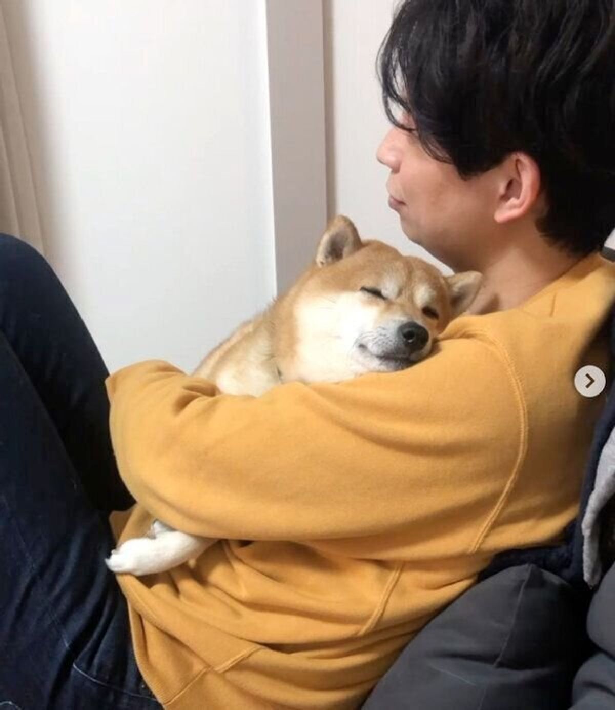 ベッドと化したパパの腕の中で 幸せいっぱいの柴犬 パパlove のステキな関係性にほっこり いぬのきもちweb Magazine ベッドと化したパパの腕の中で 幸せいっぱいの柴犬 パパlove のステキな関係性にほっこり いぬのきもちweb Magazine