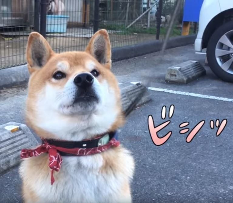 オスワリする柴犬