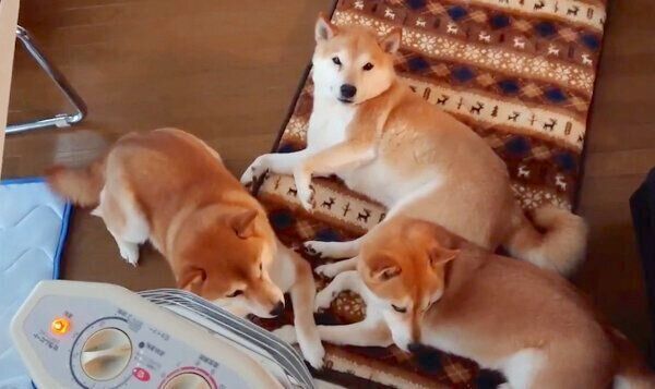 ストーブの前を占拠する柴犬一家