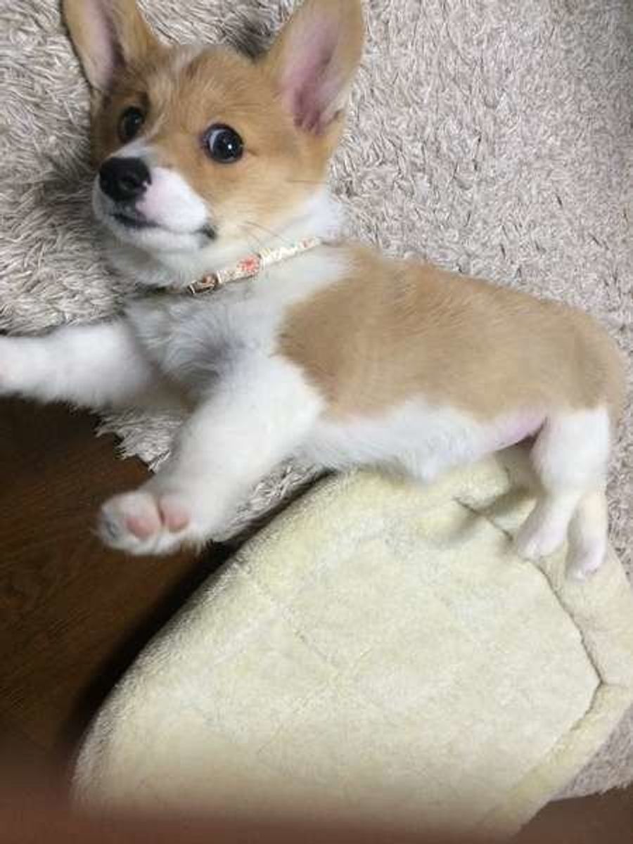 なぜか突っ張る 前足ピーン な犬たちがかわいい いぬのきもちweb Magazine なぜか突っ張る 前足ピーン な犬たちがかわいい いぬのきもちweb Magazine
