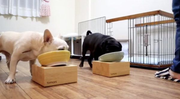 ご飯に興奮するフレンチ・ブルドッグとパグ