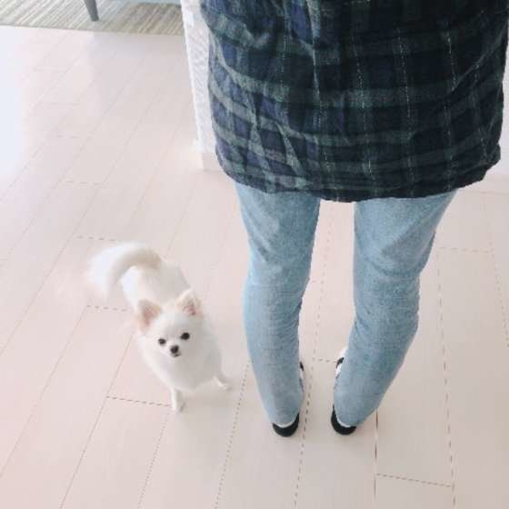 飼い主さんの後をついていくめろちゃん