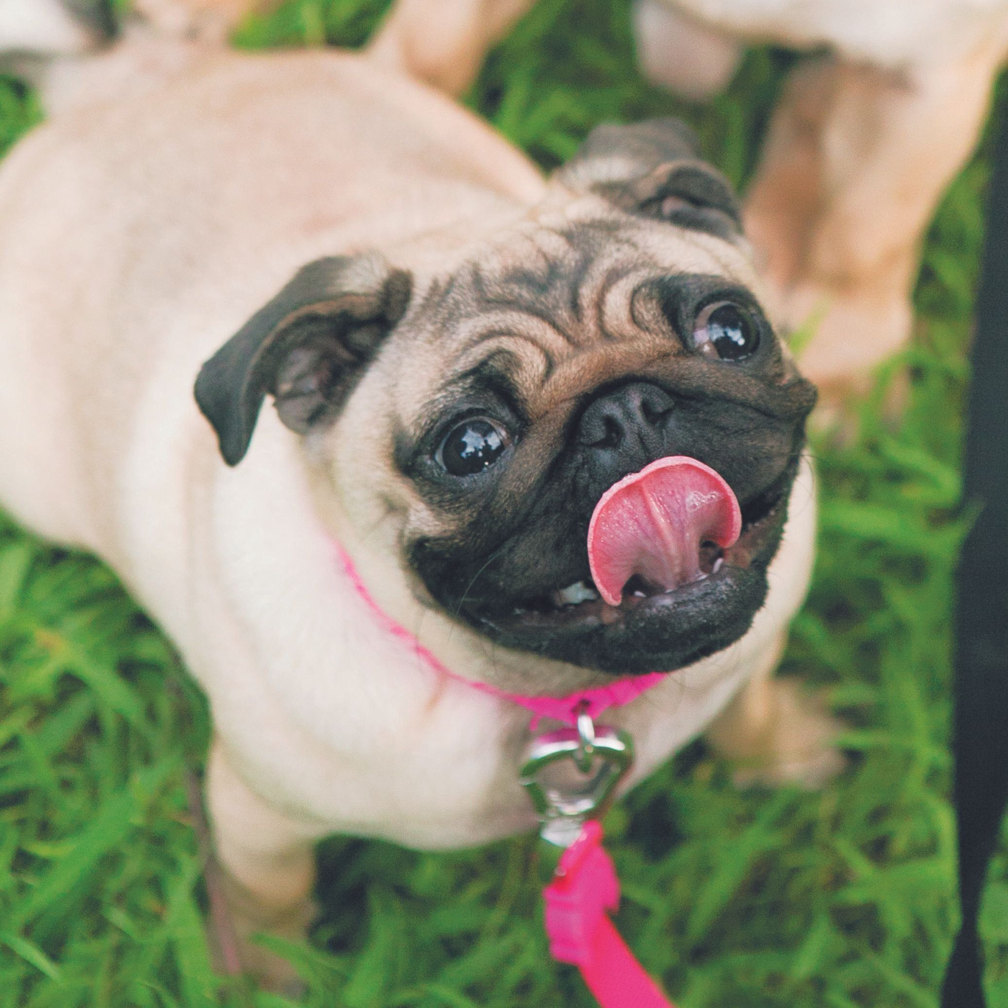 犬は表情筋が発達しているから、笑顔も得意