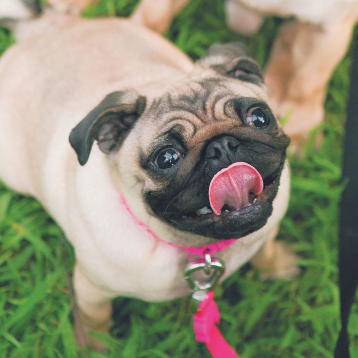 犬は表情筋が発達しているから、笑顔も得意