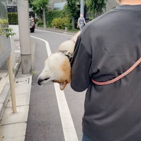 散歩拒否するエマちゃん