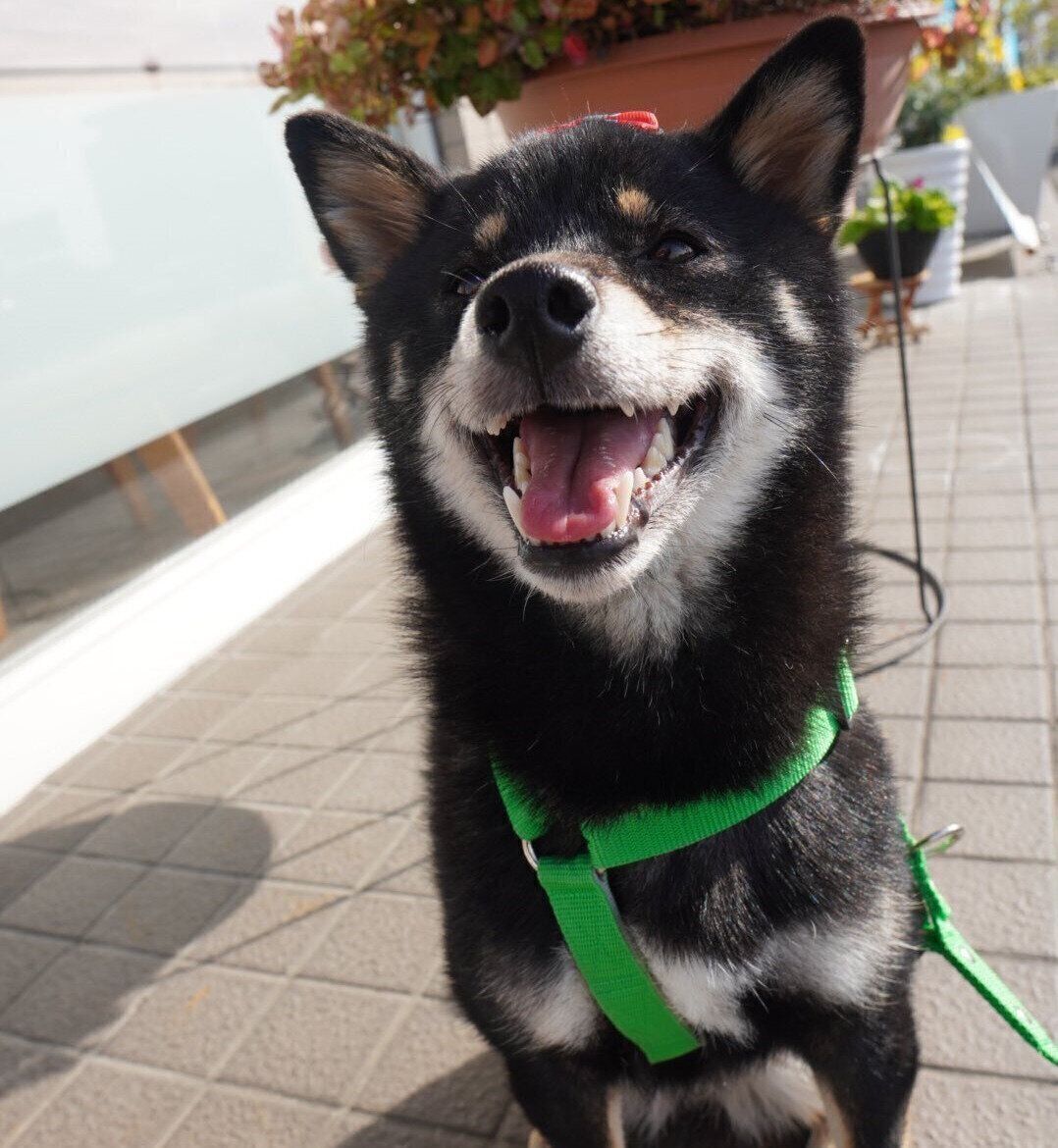 別の日、散歩中に笑顔を見せるぺこちゃん