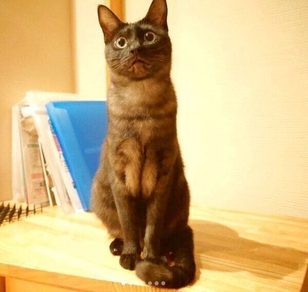 見つめるすずちゃん