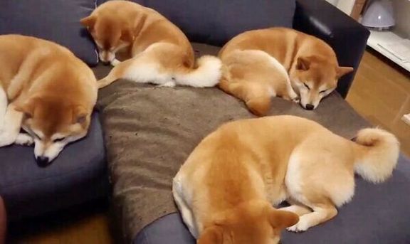 丸まる柴犬一家