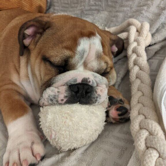 ブルドッグのバムちゃん
