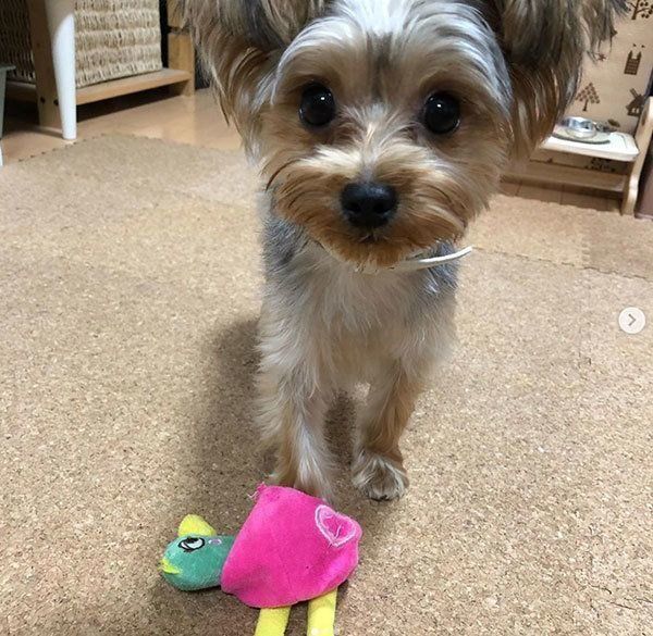おもちゃで遊ぶヨークシャー・テリア