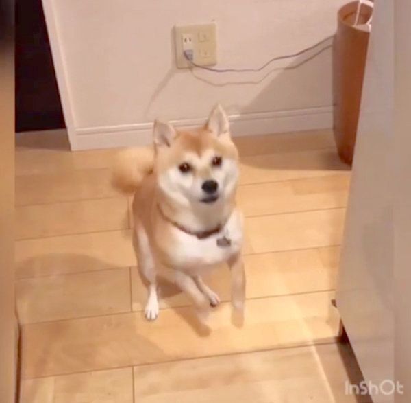 おやつが欲しくて文句を言う柴犬