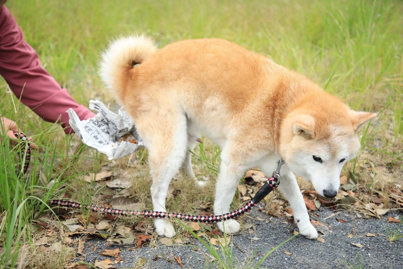 下痢が続く愛犬の腸症に向き合う 飼い主さんの日々とお世話 いぬのきもちweb Magazine