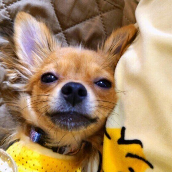 愛犬を守る行動を！ 街中で犬を繋ぎ待たせるリスクとは いぬのきもち