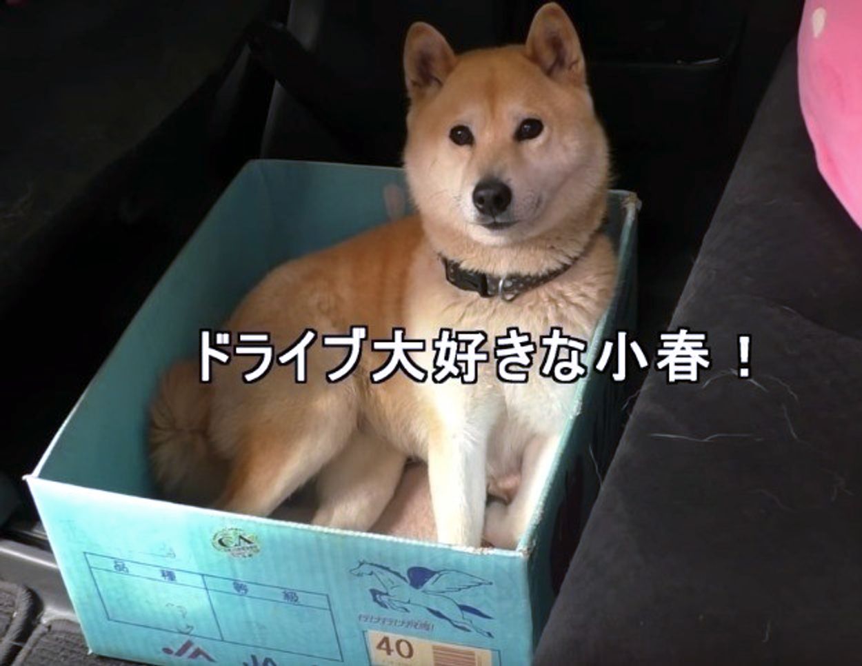 ハウスがどんどん小さくなる実験に果敢に挑むワンコが可愛すぎる いぬのきもちweb Magazine ハウスがどんどん小さくなる実験に果敢に挑むワンコが可愛すぎる いぬのきもちweb Magazine