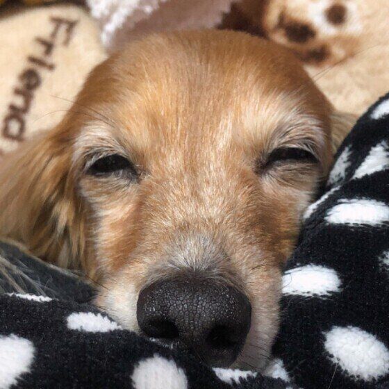 寝たきり犬の食事ケア いぬのきもち