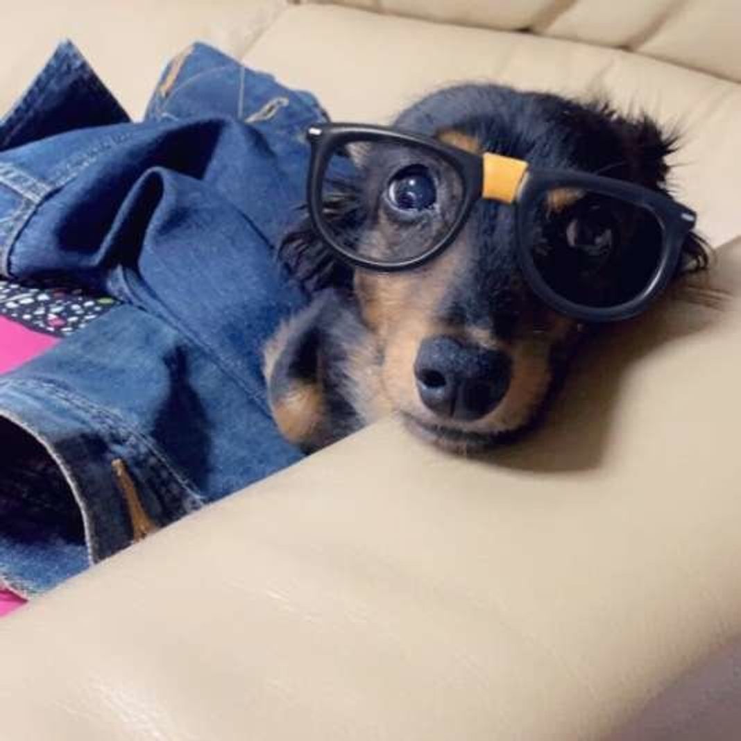 犬が飼い主さんのオナラをくんくん わざわざニオイを嗅ぐ理由 いぬのきもちweb Magazine 犬が飼い主さんのオナラをくんくん わざわざニオイを嗅ぐ理由 いぬのきもちweb Magazine