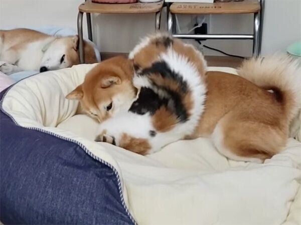 じゃれ合う犬のサラちゃんと猫のルナちゃん