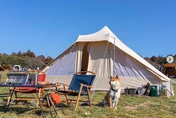 柴の佐助ちゃん