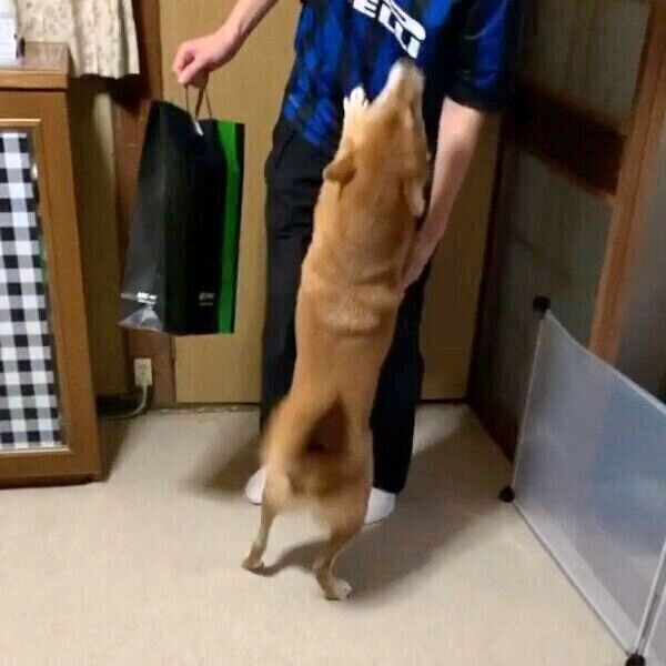 長男との再会を喜ぶさくちゃん