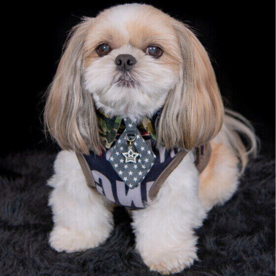 犬が足踏みをするのはなぜ？ 犬が前足で「ふみふみ」をする理由　いぬのきもち