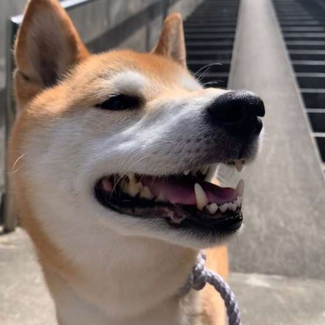 調査 ふだんの鳴き方と違う 犬が 嬉しい ときの鳴き声の特徴は いぬのきもちweb Magazine 調査 ふだんの鳴き方と違う 犬が 嬉しい ときの鳴き声の特徴は いぬのきもちweb Magazine