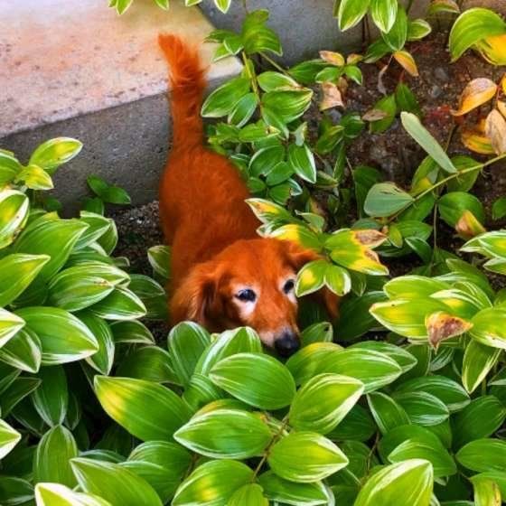 草だらけで悪戦苦闘のテトちゃん