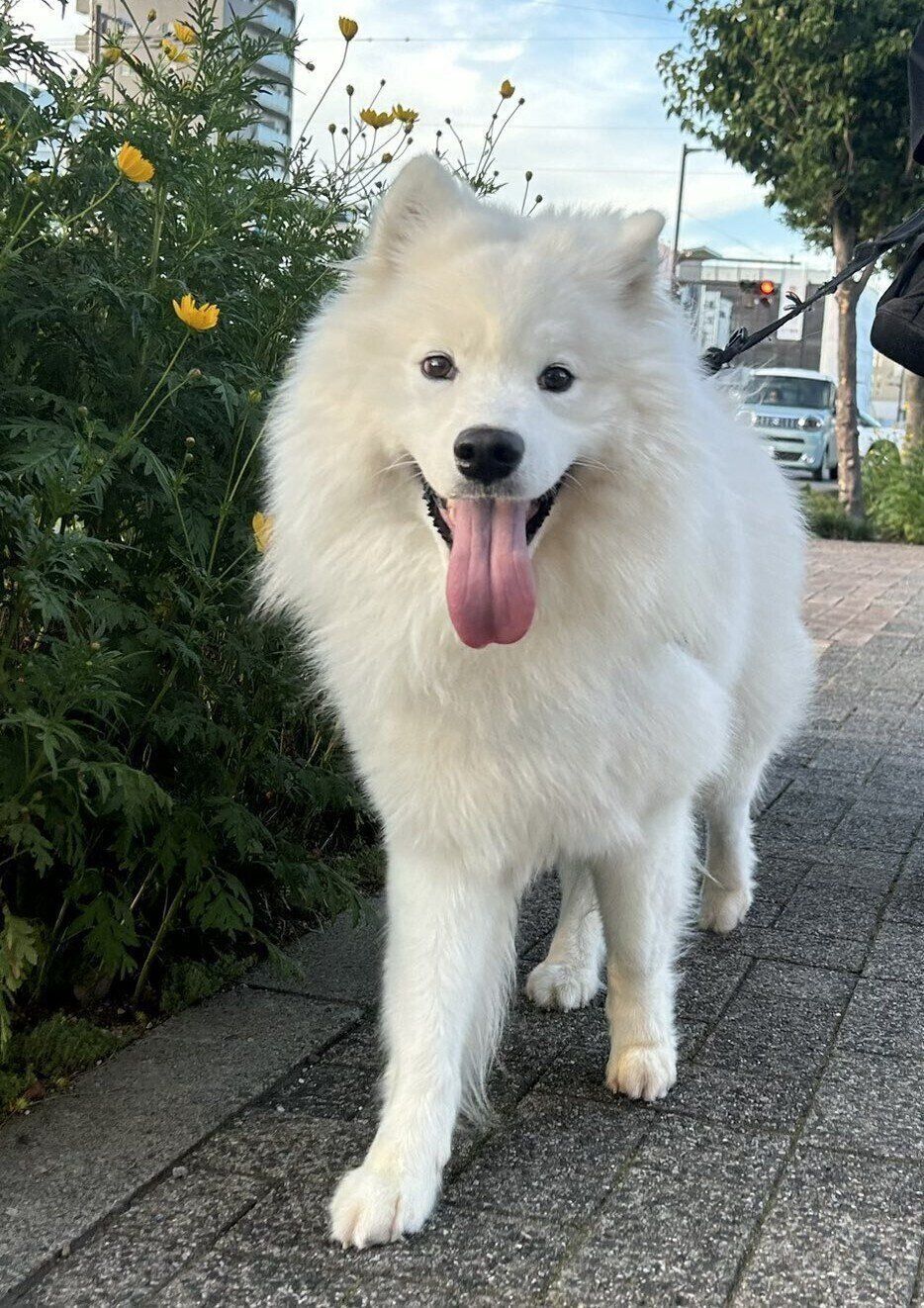 お散歩中のるんたくん　かわいすぎる
