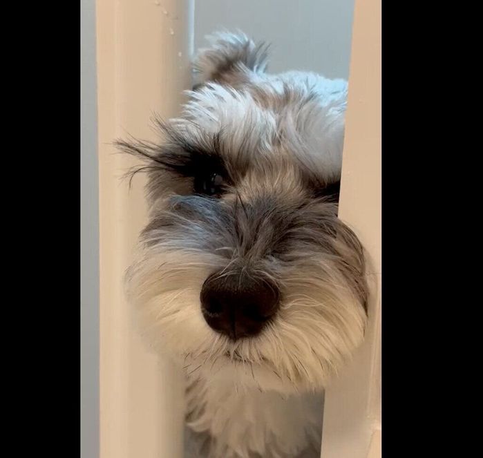 飼い主さんの様子を見に来たもずくん