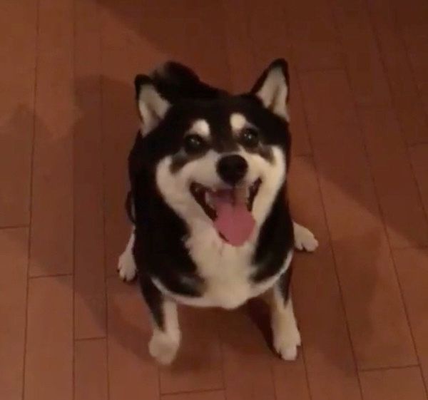 ごはんが待ちきれない柴犬