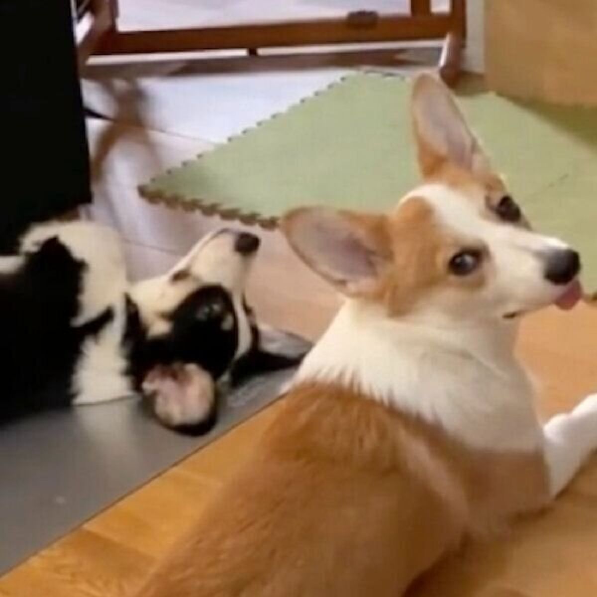 また寝ちゃったよ 同居犬の二度寝にショックを受ける犬 後ろをよく見ると 衝撃のオチが待っていた いぬのきもちweb Magazine また寝ちゃったよ 同居犬の二度寝にショックを受ける犬 後ろをよく見ると 衝撃のオチが待っていた いぬのきもちweb Magazine