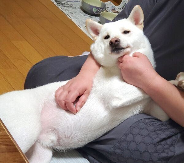 甘えるおこめくん