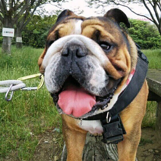 ブルドッグの桃太郎ちゃん