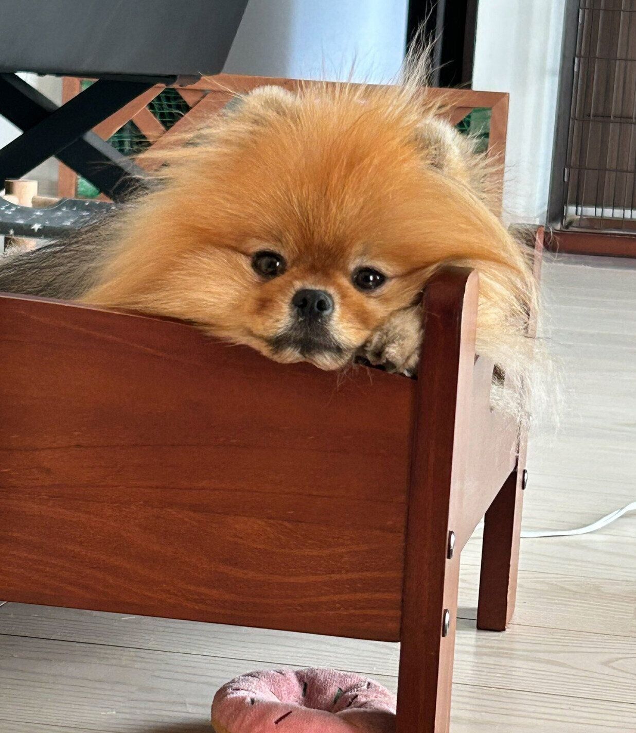 ベッドでまったりするめろんちゃん