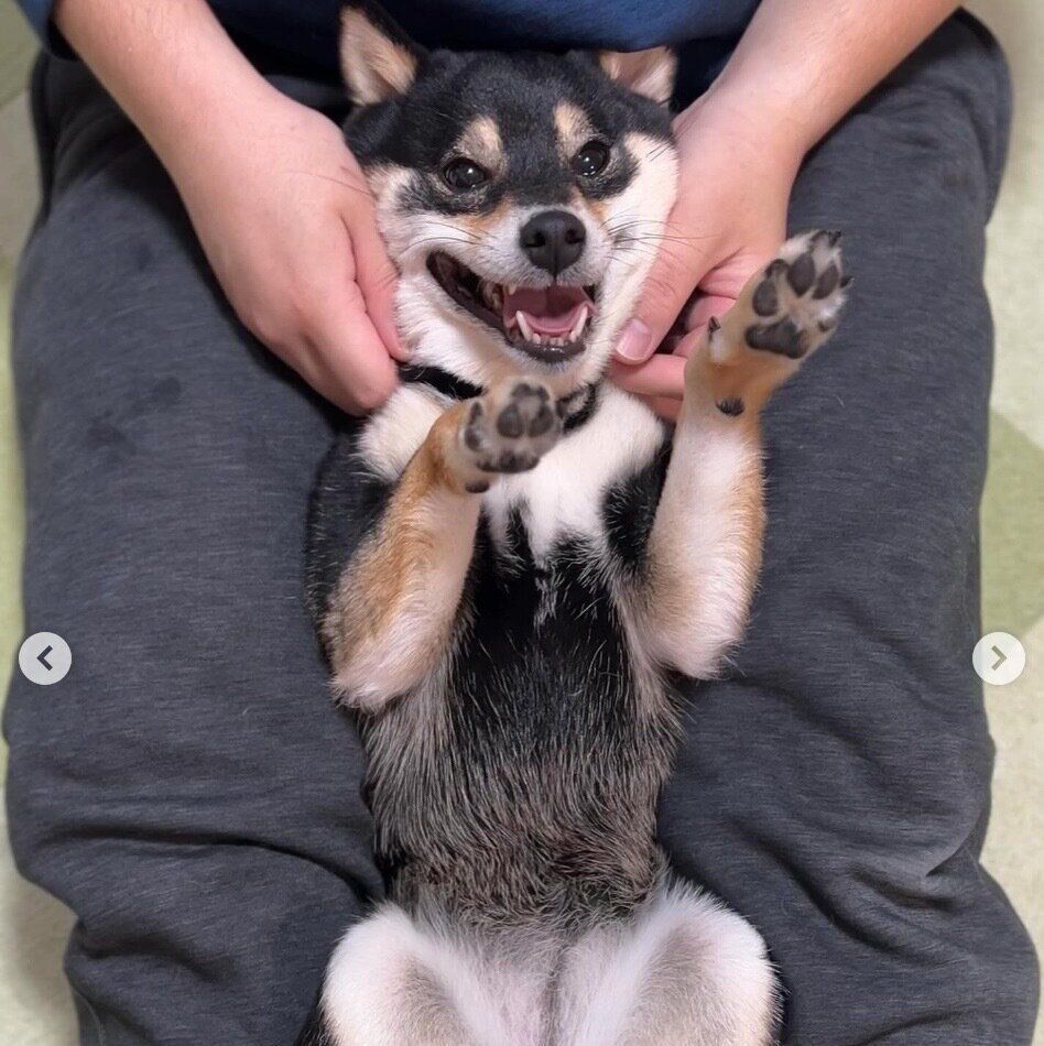 お腹を出すおはぎちゃん