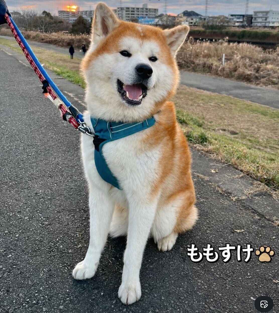 散歩を楽しむ桃亮くん