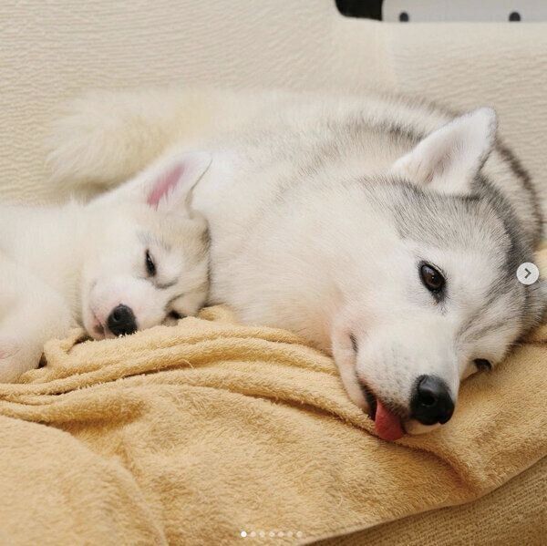 ハスキー子犬を家族に迎えてもうすぐ1年 頼もしい姉犬や犬友達に見守られ 健やかに成長した姿にグッとくる いぬのきもちweb Magazine