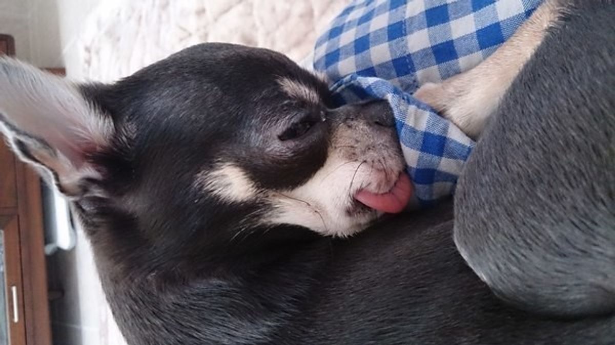 獣医師監修 犬がなめる行動の理由 人の口や手 地面 なめる場所による違いは いぬのきもちweb Magazine 獣医師監修 犬がなめる行動の理由 人の口や手 地面 なめる場所による違いは いぬのきもちweb Magazine