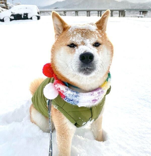 雪で遊ぶ福くん