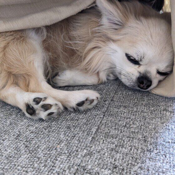 犬が「フーッ」とため息をつくのはなぜ？ ため息をつく4つの理由と注意点 いぬのきもち